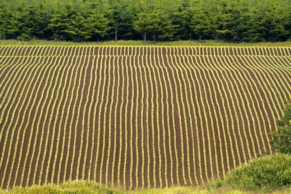 Rows of vegetables running to the horizon on a working farm